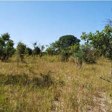 Image result for Diplorhynchus