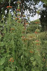 Image result for Leonotis myrothamnifolia