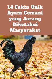 14 Fakta Unik Ayam Cemani Yang Jarang Diketahui Masyarakat Ayam Warna Hitam