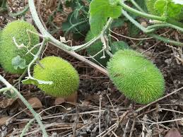 Image result for Cucumis hirsutus