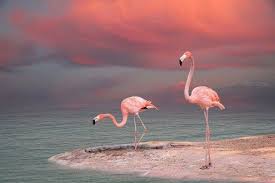 Http Worthstar Com Wp Content Uploads 2012 05 Pink Birds 11 Jpg Resimler Tablolar Hayvanlar