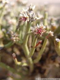 Image result for Arthraerua leubnitziae