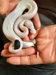 Pin By Dean Wrath On Snakes Reptiles Pet Reptiles Snake Breeds