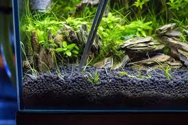What Is Mulm Or Detritus In Aquariums Aquarium Betta Aquarium Aquarium Air Pump