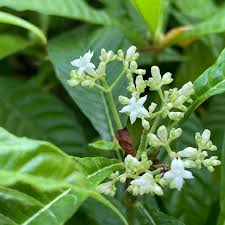 Image result for Psychotria succulenta