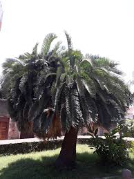 Image result for Encephalartos gratus