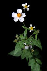 Image result for Bidens sp.no.1