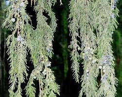 Image result for Juniperus procera