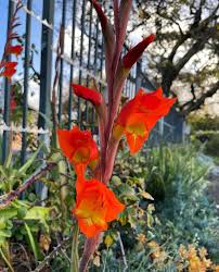 Image result for Gladiolus dalenii