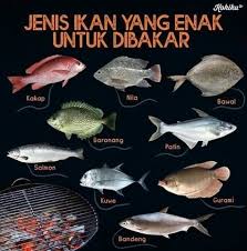 Berat ikan cakalang lebih ringan dibanding ikan tuna, kalau ikan tuna dapat berkembang hingga 650 kilogram, ikan cakalang hanya bisa berkembang. Berikut Ini Ada Jenis Jenis Ikan Yang Resep Sang Bunda Facebook