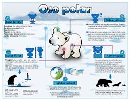 Agradezco a los que, en sintonía con la filosofía de la web. Aprendo En La Web Infografia En El Aula Infografias Para Ninos Infografia De Animales Oso Polar Dibujo