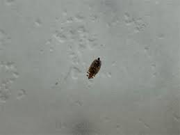 Image result for what do lice look like in dog fur