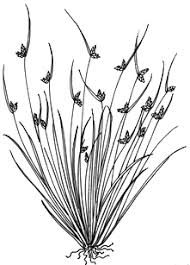 Image result for Isolepis prolifera