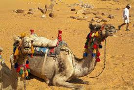 While most people might be tempted to credit but a life span of a century would allow us to extend that period culturally, which we've already been doing by implementing child labor laws and an. Pin On Egyptian Camels