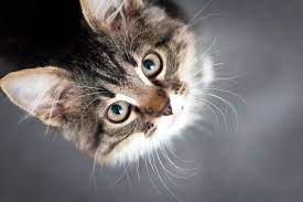 A boy named billy is transformed into a cat by a magician who decides to teach the boy a lesson. 200 Cute Cat Names For Every Kind Of Kitty Daily Paws