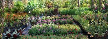 Jupiter inlet in jupiter fl. Bongard Landscaping Landscaping And Nursery In Jupiter Fl