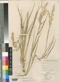 Image result for Agrostis kilimandscharica