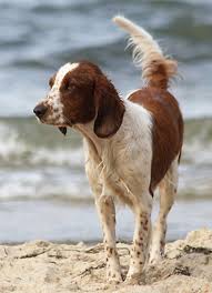 The welsh springer spaniel makes an excellent companion for both families and hunters. Welsh Springer Spaniel Amy Ekkifant Agency For Animals