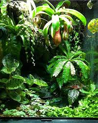 12x12x18 Exo Terra Galactonotus Dart Frog Vivario Bromeliad Moss Carnivore Plant Monsoon Only Gardesterrariu Dart Frog Vivarium Frog Terrarium Gecko Vivarium