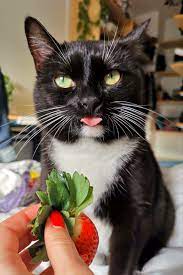 My Cat Tasting A Strawberry Funny Cat Pictures Cats Cat Holidays