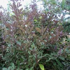 Image result for Vitex trifolia