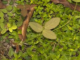 Image result for Desmodium scorpiurus