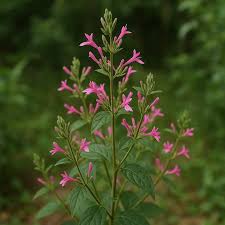 Image result for Dicliptera minor