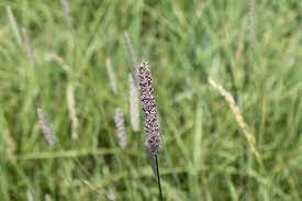 Timothy Grass Seed Head C Lori Gerads 2012 Grass Seed Lori Quilting Projects