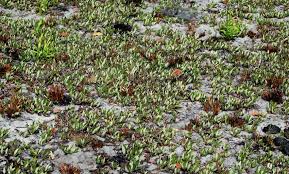 Image result for Parinari capensis