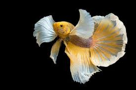 200 Cool Fish Names Everydayknow Com Pet Fish Betta Fish Types Cool Fish