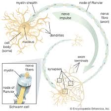 It generates, modulates and transmits information in the human body. Nervous System The Nerve Cell Britannica