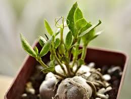 Image result for Ceropegia conrathii