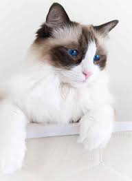 Check spelling or type a new query. How Big Are Ragdoll Cats Your Ragdoll Size Guide