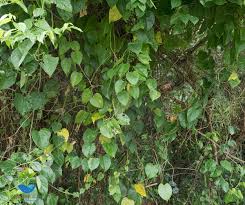Image result for Tinospora fragosa