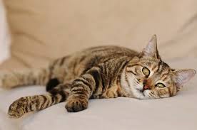 Mostly this medicine can be given to cats for allergic pores and skin reactions that are itchy, bug bites, or reactions to vaccinations. Is Benadryl Safe For Cats Warning