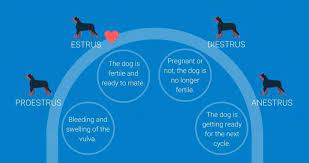 Dogs In Heat Behavior Estrus Cycle Precautions Tips And A Lot More Behaviour Effects Stages Tips