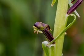 Image result for Indigastrum parviflorum