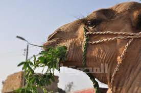 16.0% (included in the listed price). The Camel Diaries Egypt Independent