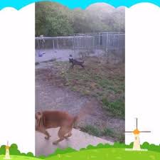 To get started, please click the pet's profile you are interested in, read the profile and then click the questionnaire at the bottom of the page to start your. Coos County Animal Shelter Home Facebook