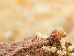 Life after bugs (l.a.b.) offers pest control and exterminator services across the houston, katy, and richmond, texas areas. Termite Control Cypress Katy Tx All N 1 Pest Control Management Llc
