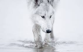 Tons of awesome white wolf wallpapers to download for free. White Wolf Wallpapers Top Free White Wolf Backgrounds Wallpaperaccess