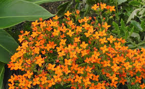 Image result for Kalanchoe laciniata