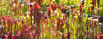 Check spelling or type a new query. Grow Sarracenia Pitcher Plants