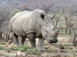 Maybe you would like to learn more about one of these? Badak Sumbu Putih Foto Gambar
