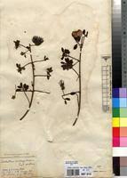 Image result for Combretum cinereopetalum
