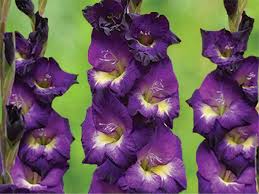 Find images of purple flowers. 20 Perfect Flowers For Cutting Gardens Hgtv