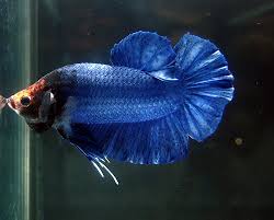 The betta (siamese fighting fish) is among the most popular fishes the due to the wide variety stunning colours and tail types to choose betta, siamese fighting fish, siamese fighter, plakat. Plakat Betta Fish Care