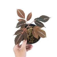 Image result for Leea