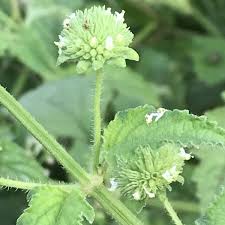 Image result for Hyptis