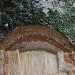 Image result for Strombosiopsis tetrandra